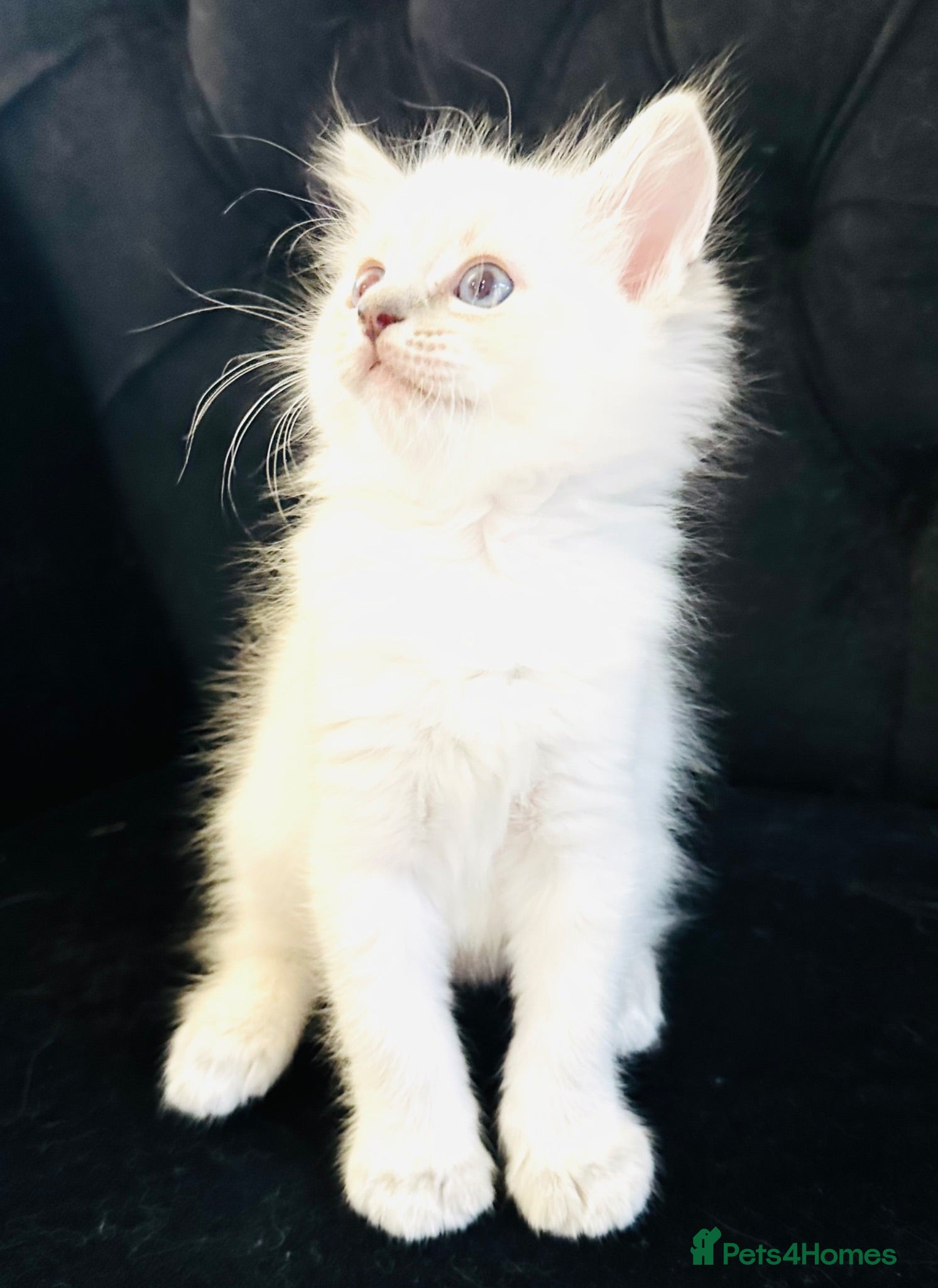Ragdoll cats GCCF BEAUTIFUL RAGDOLL KITTENS  - Advert 1