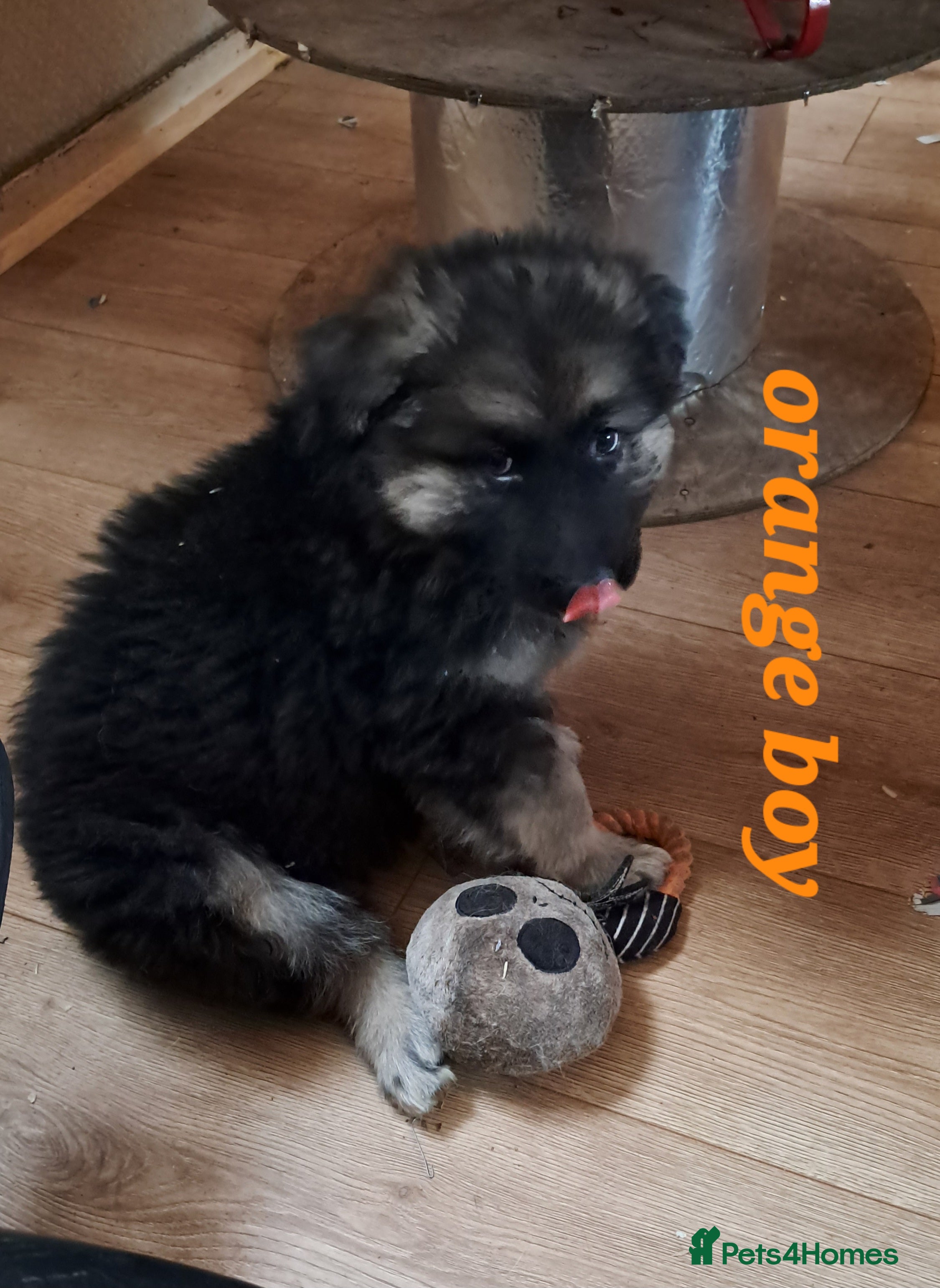 German Shepherd dogs German Shepherd pups  - Advert 1