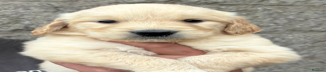 Golden Retriever Puppy 3