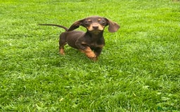 Miniature Dachshund dogs for sale: Miniature Dachshund Boys and Girls - Image 20