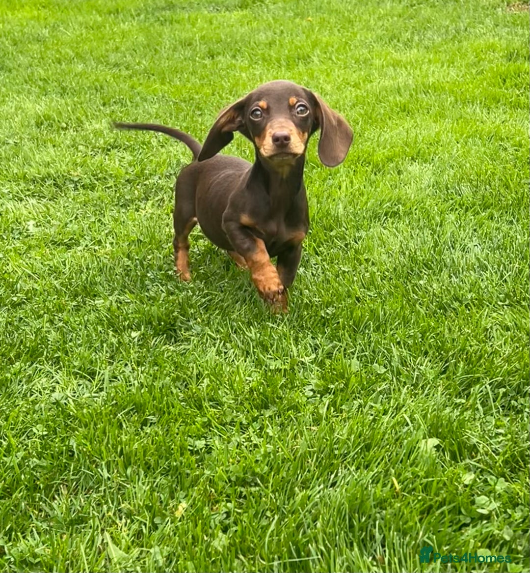 Miniature Dachshund dogs for sale: Miniature Dachshund Boys and Girls - Image 20
