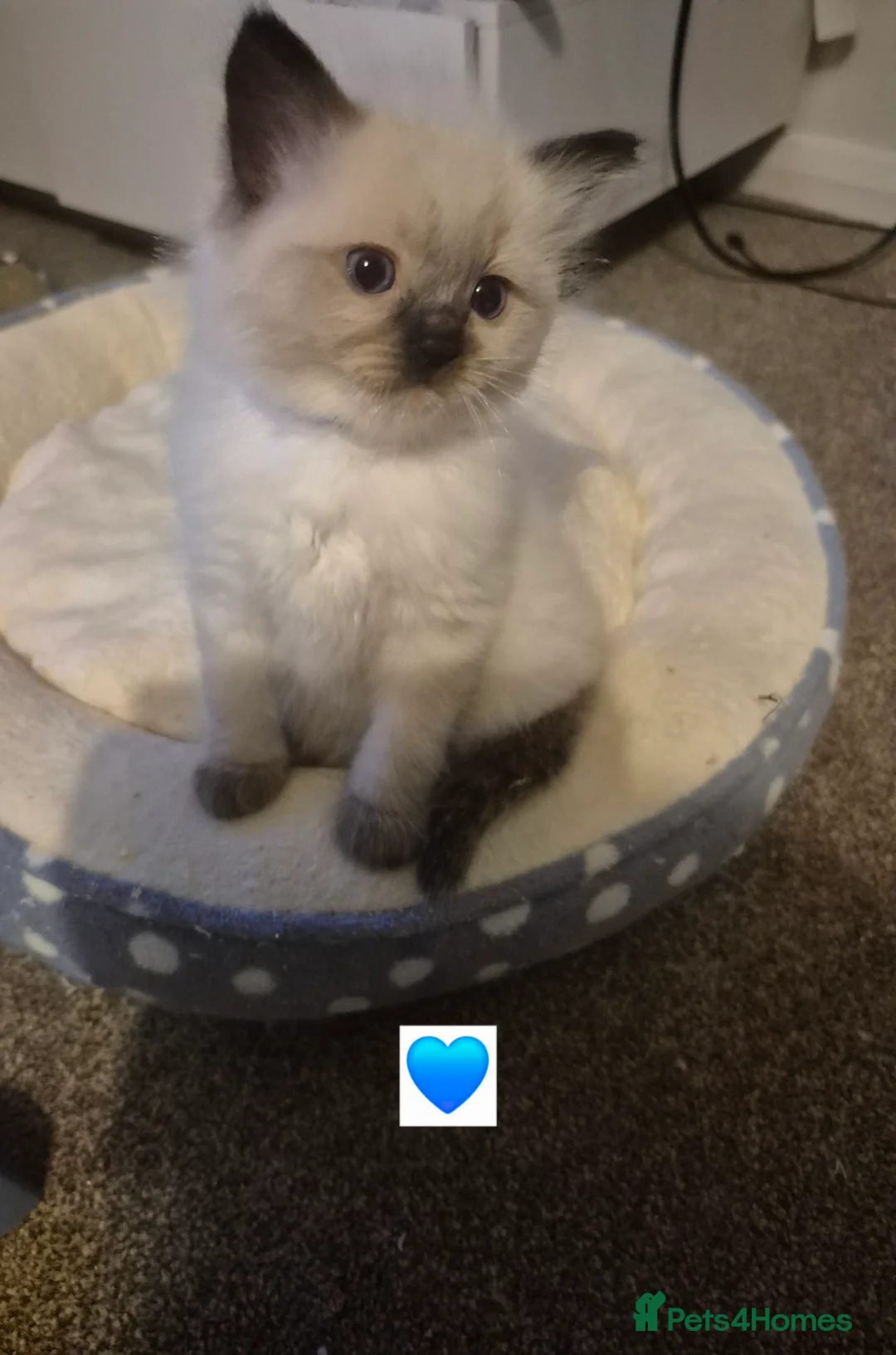Ragdoll cats for sale: Ragdoll kittens ready for there new homes - Advert 2