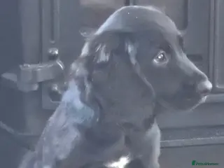 Cocker Spaniel dogs Cockerspaniel pups ready now quick sale - Advert 6