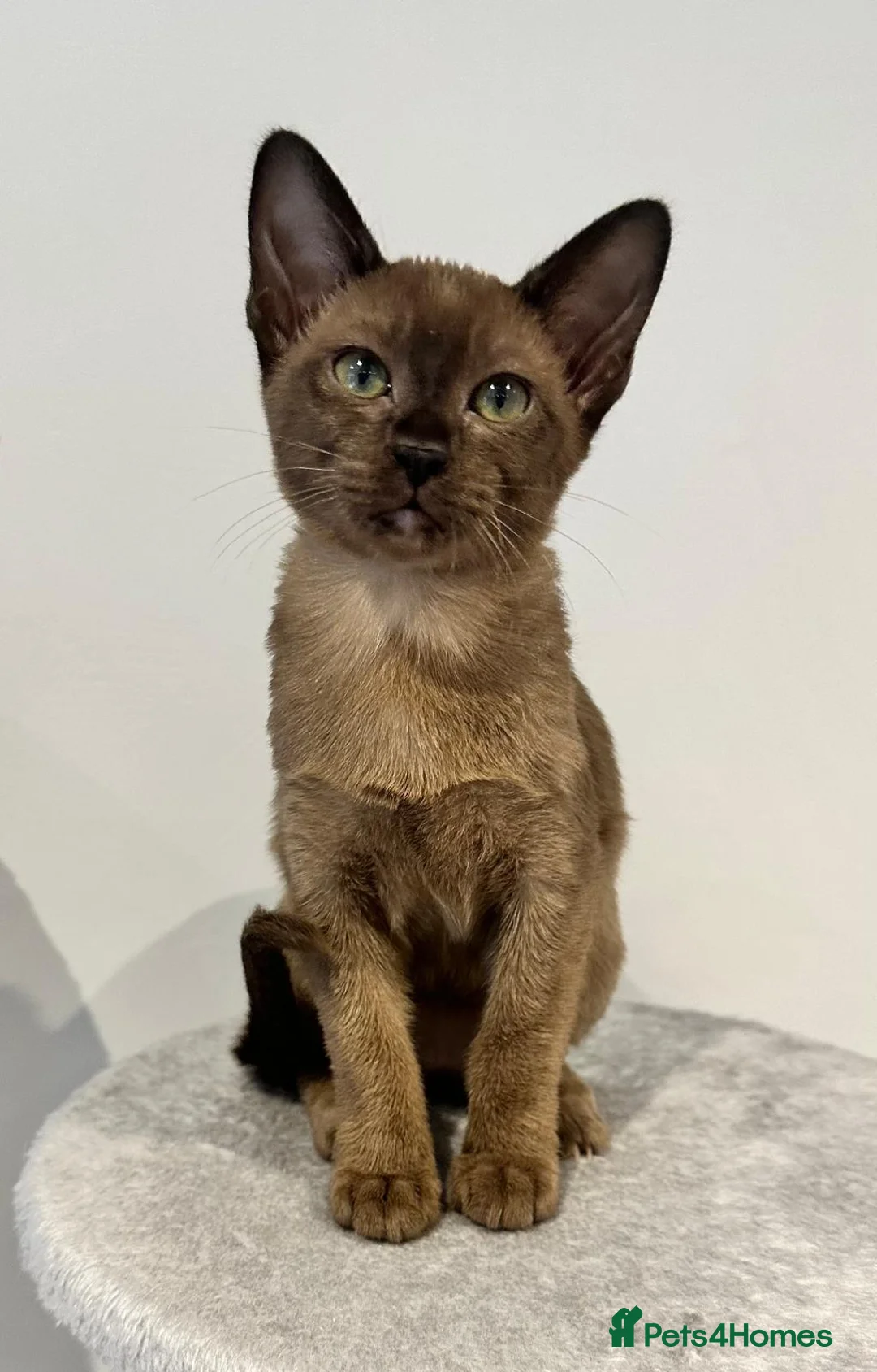 Tonkinese cats for sale: Gorgeous Pedigree Tonkinese Kittens - Advert 7