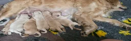 Golden Retriever dogs for sale: KC Golden Retrievers 🧬 Health Tested Parents - Advert 3