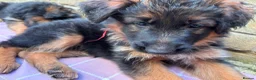 German Shepherd dogs for sale: KC German Shepherd puppies  - Advert 14