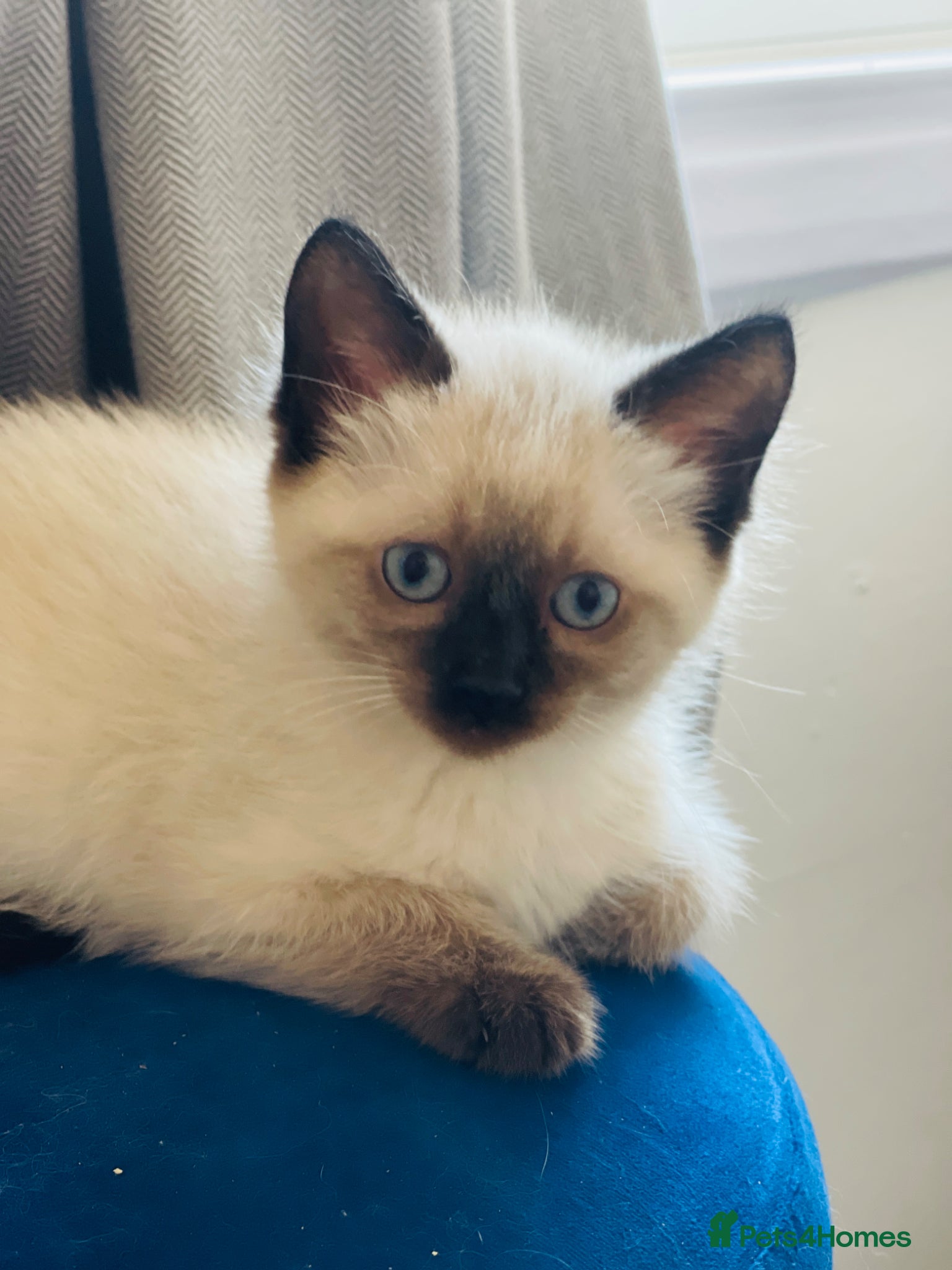 Siamese cats Beautiful Blue-Eyed Siamese-Type  - Advert 6