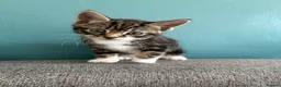 Mixed Breed cats for sale: Cute babies  - Advert 7