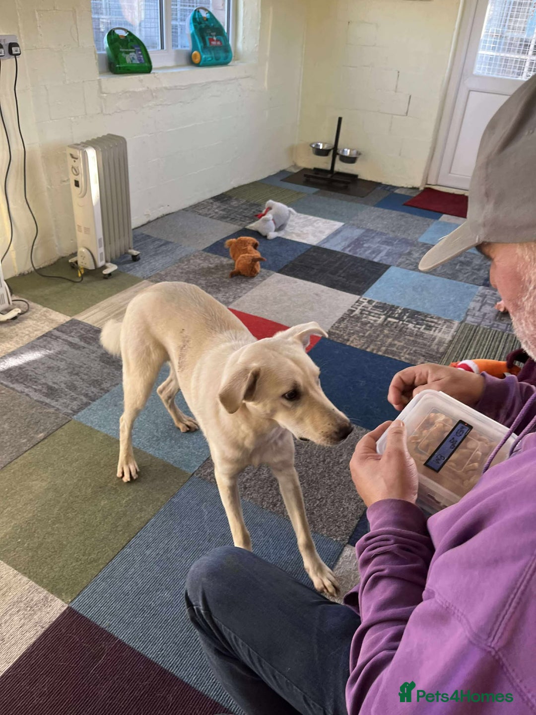 Mixed Breed dogs for adoption: ARGOS - Advert 4