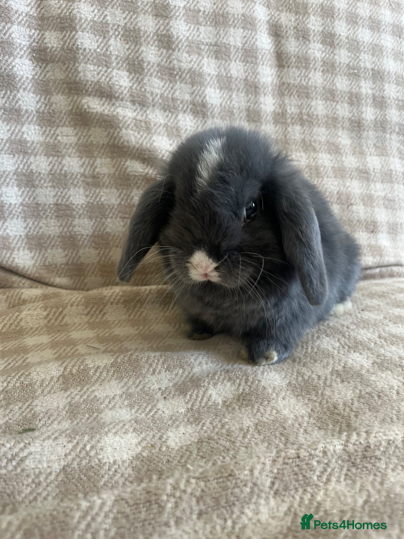Mini Lop rabbits Gorgeous mini lops stunning colours  - Advert 14