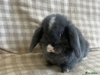 Mini Lop rabbits Gorgeous mini lops stunning colours - Advert 14