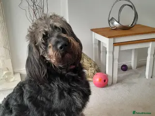 Goldendoodle dogs Goldendoodle puppies for sale - Advert 1