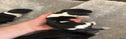 English Springer Spaniel dogs for sale: Springer Spaniel Puppies  - Advert 5