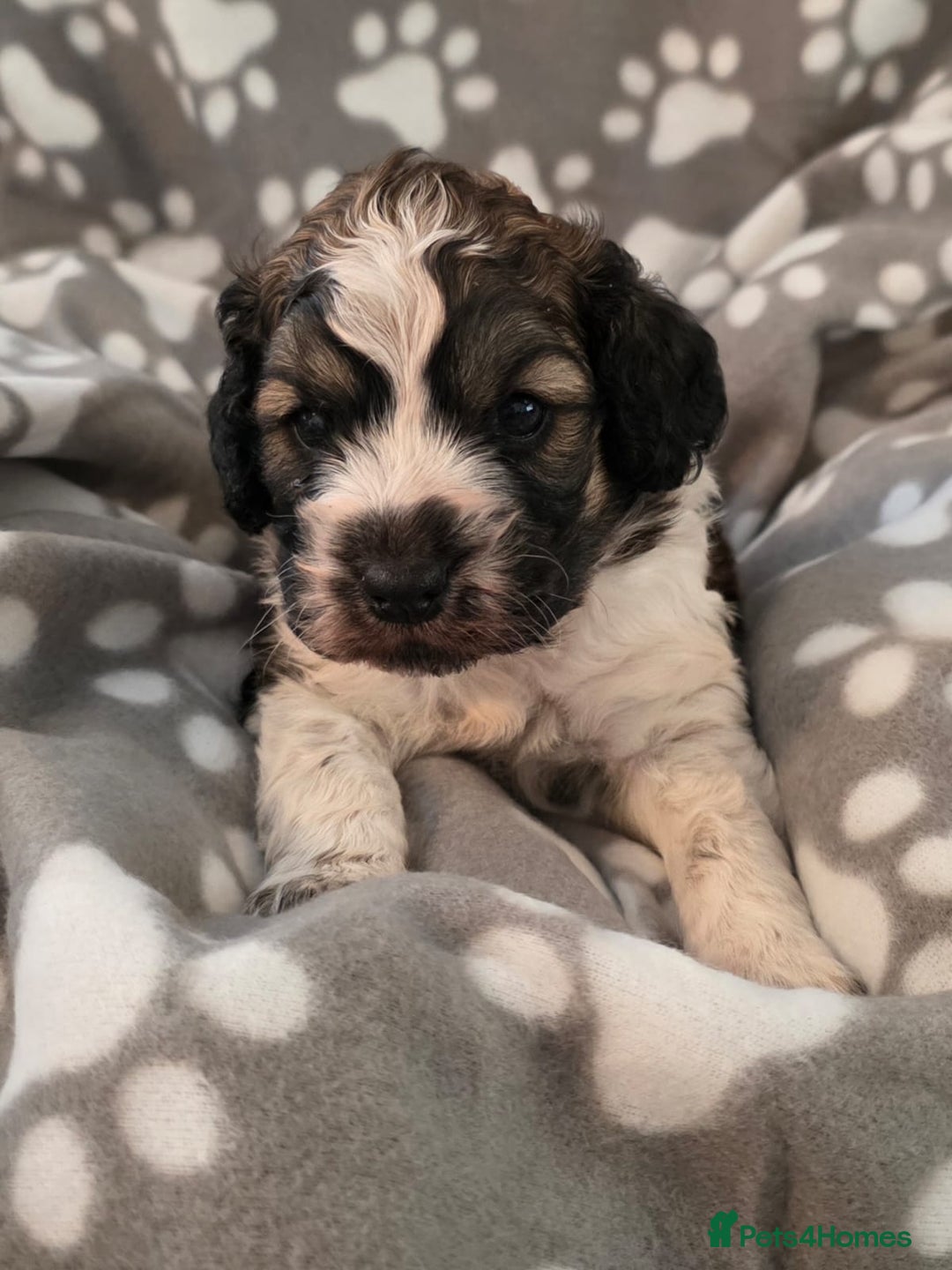 Cockapoo dogs for sale: F1 COCKAPOO BOY - Advert 5