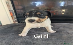 Jack Russell dogs for sale: Pure Jackrussells  - Advert 9