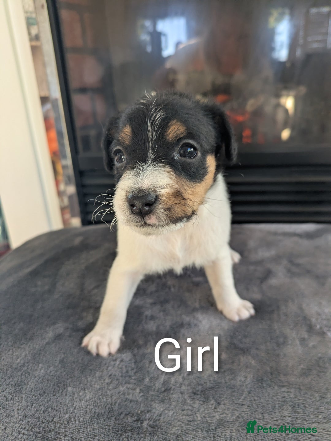 Jack Russell dogs for sale: Pure Jackrussells  - Advert 9