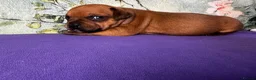 Staffordshire Bull Terrier dogs for sale: 🔥 KC REG RED STAFFY PUPPS–OUTSTANDING QUALITY 🔥 - Advert 6