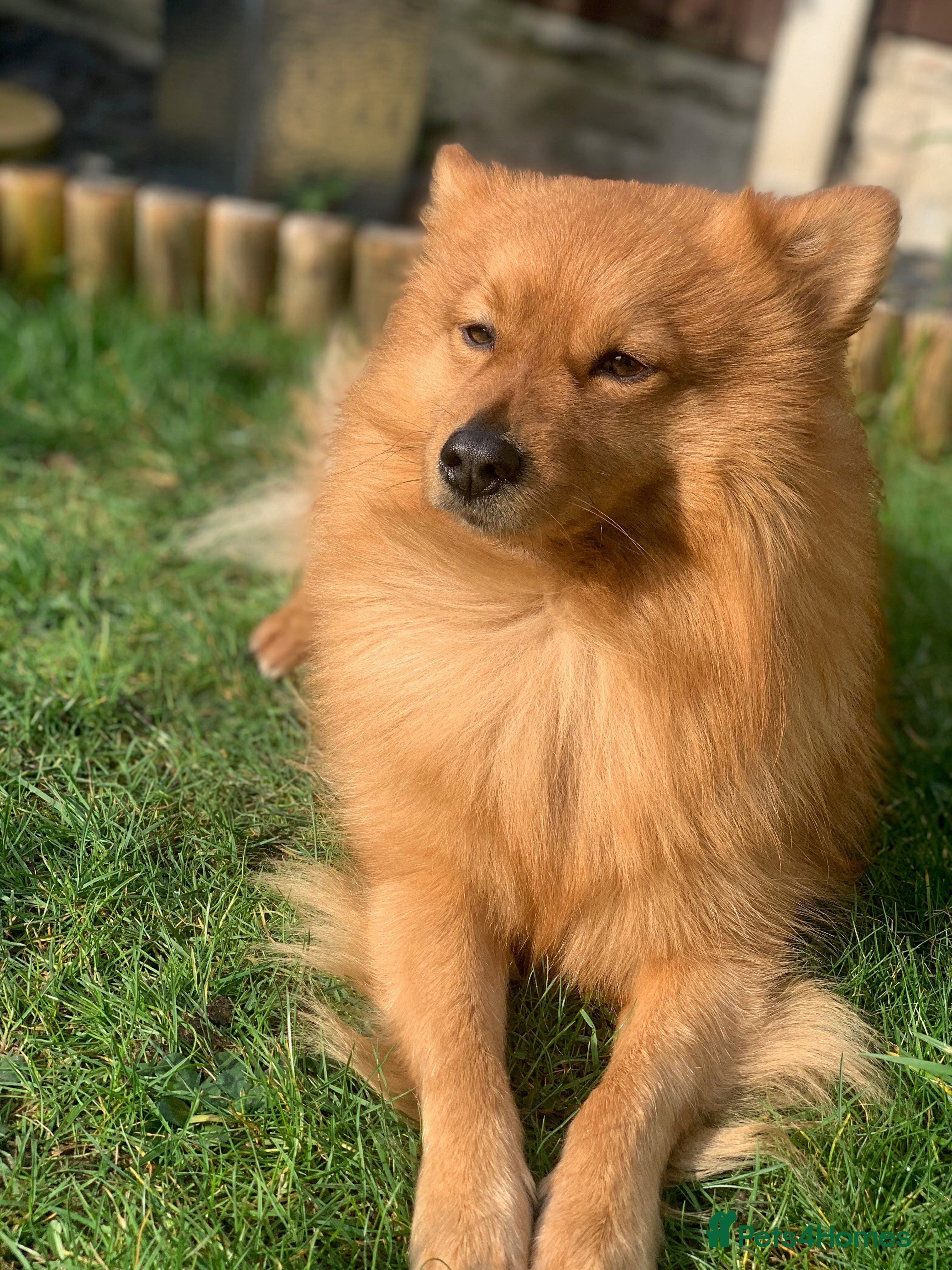 Mixed Breed dogs 💙Dexter: 8,5 years  old Pomeranian cross💙 - Advert 1