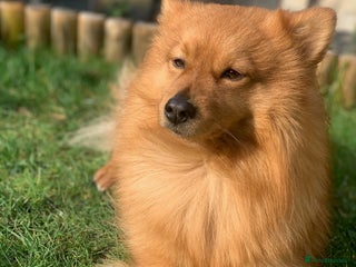 Mixed Breed dogs 💙Dexter: 8,5 years old Pomeranian cross💙 - Advert 1