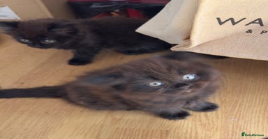 British Longhair cats - Advert 3