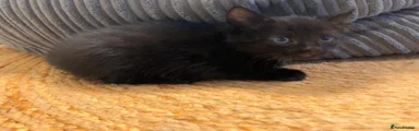 Mixed Breed 5
