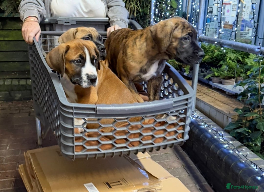 Boerboel dogs for sale: Ysterberg line Boerboel puppies  - Advert 9
