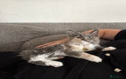 Maine Coon cats for sale: Maincoon X Ragdoll last female kitty - Image 3