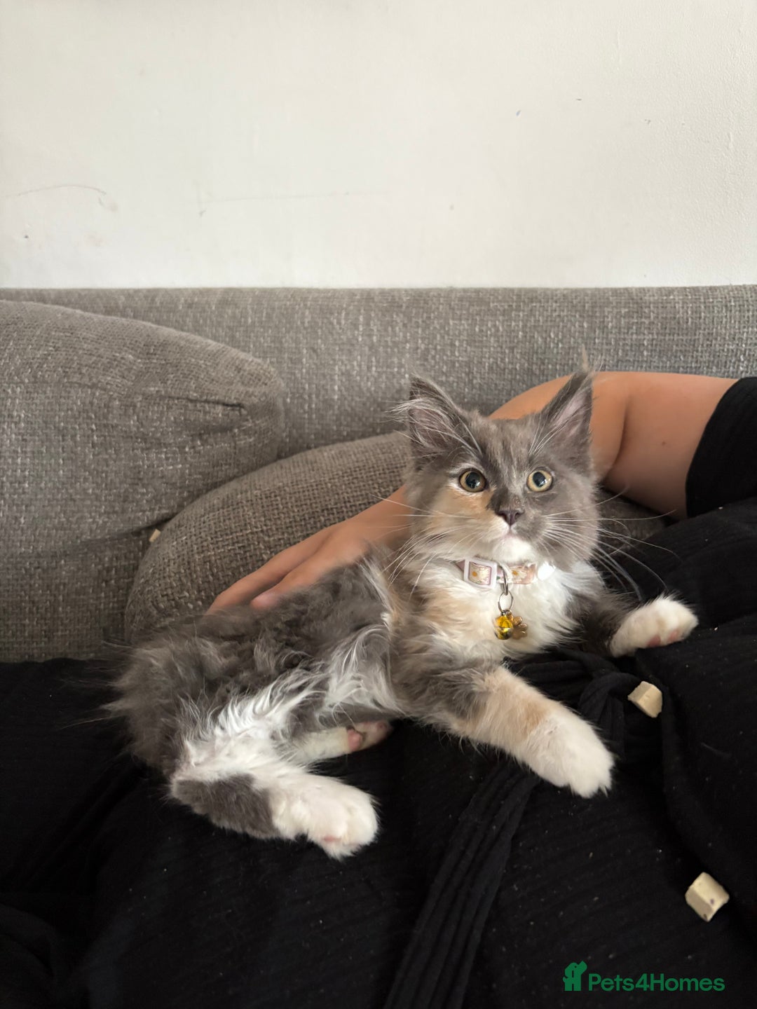 Maine Coon cats for sale: Maincoon X Ragdoll last female kitty - Image 3