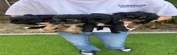Jackapoo dogs for sale: Joseph  - Advert 5