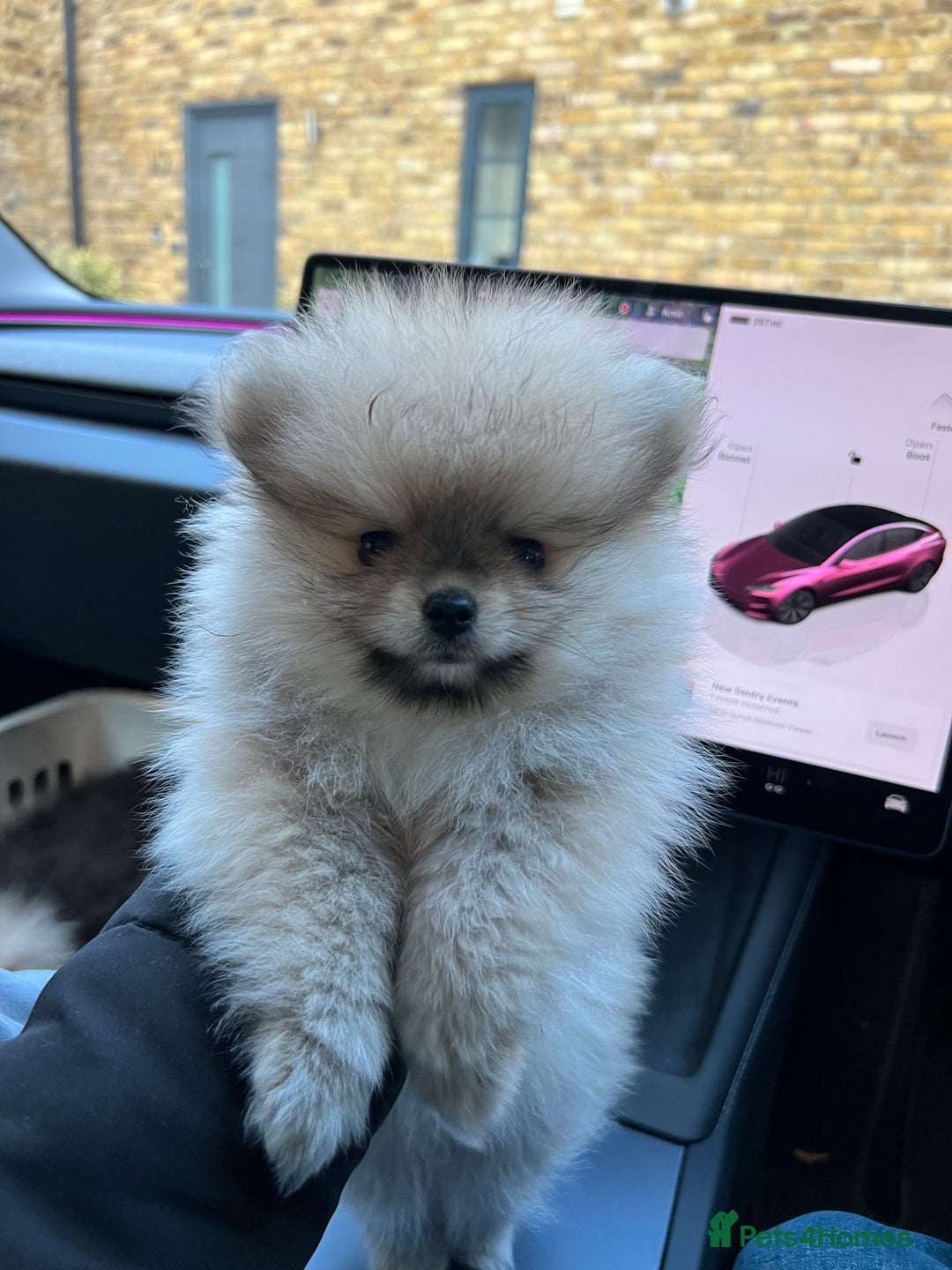 Pomeranian dogs for sale: 2 Pomeranian female puppies available  - Image 13