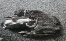 Mixed Breed cats for sale: Kitten  - Image 6