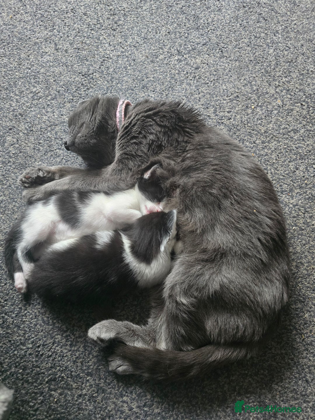 Mixed Breed cats for sale: Kitten  - Image 6