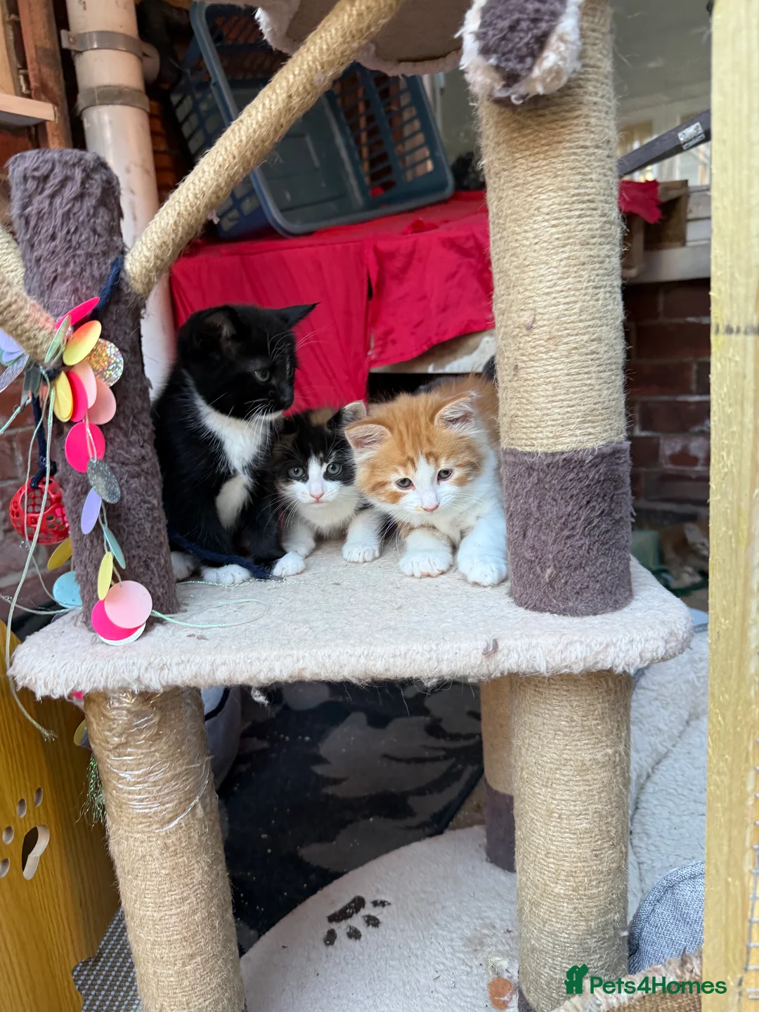 Mixed Breed cats for sale: Kittens mine coon - Advert 2