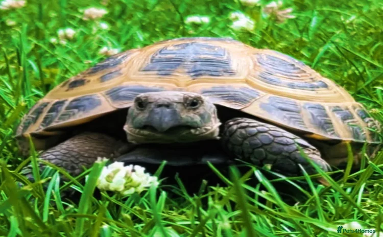 Tortoise reptiles - Advert 3