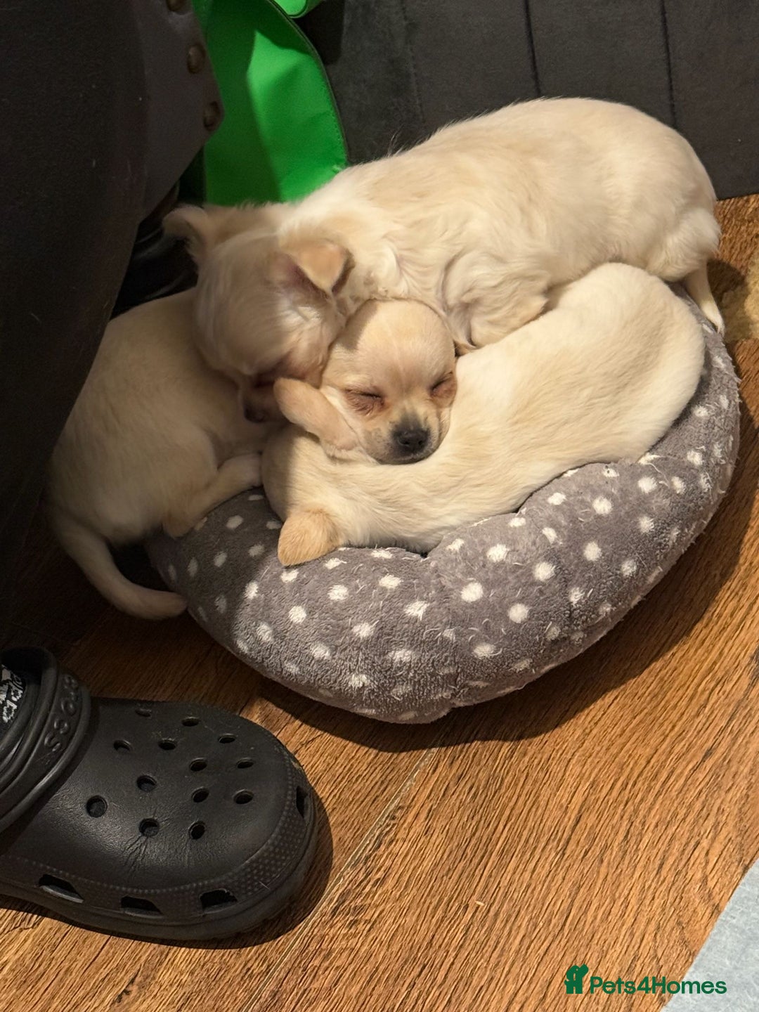 Chihuahua dogs for sale: Puppies chihuahuas 1 boy and 2 little princesses  - Image 18