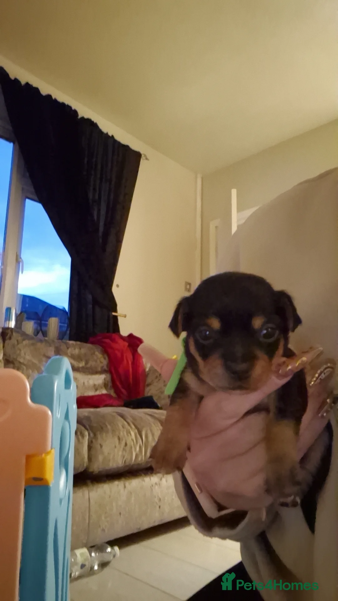 Chorkie dogs for sale: Yorkies cross chihuahua  - Advert 11