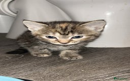 Mixed Breed cats for sale: 4 kittens for sale  - Image 8