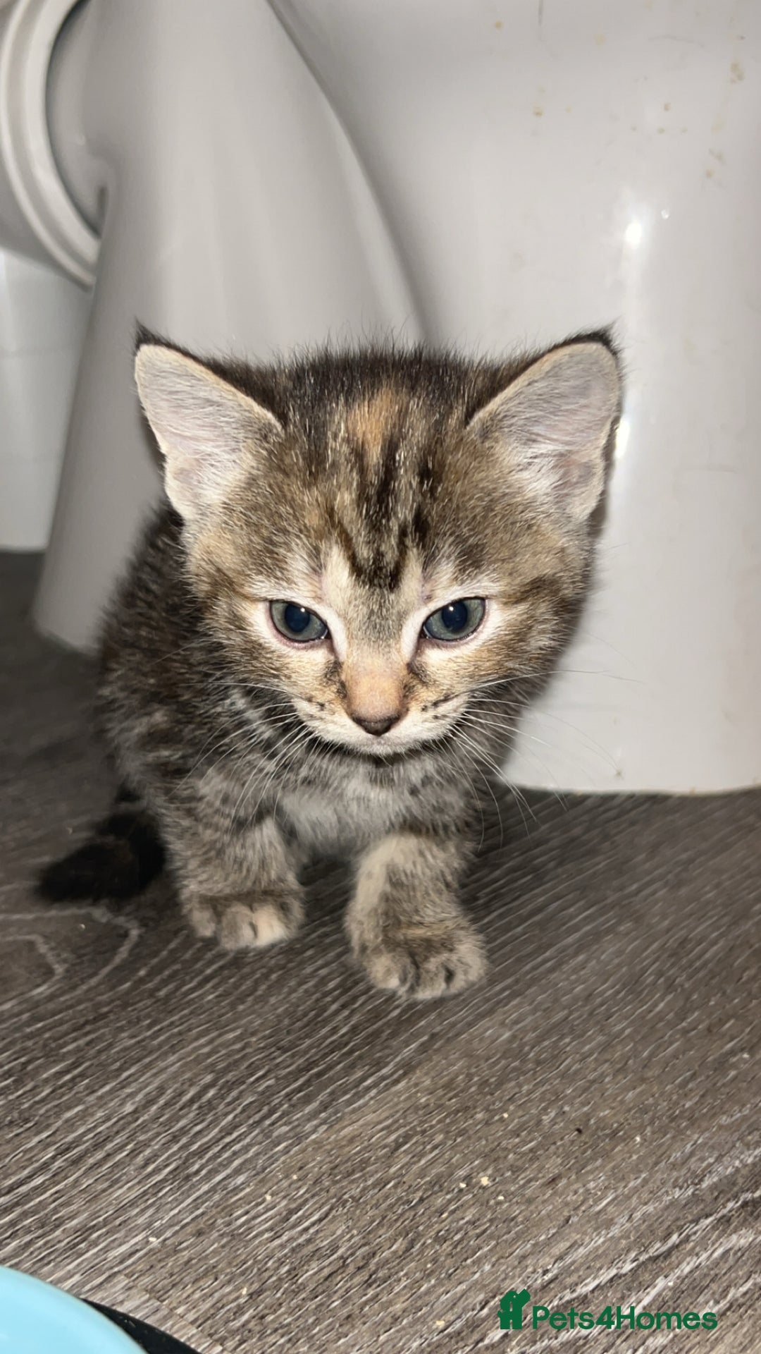 Mixed Breed cats for sale: 4 kittens for sale  - Image 8