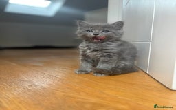 Mixed Breed cats for sale: 2 girl kittens - Image 7
