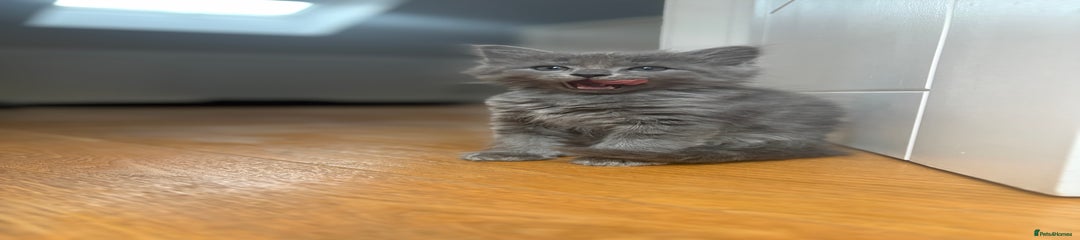 Grey kitten 