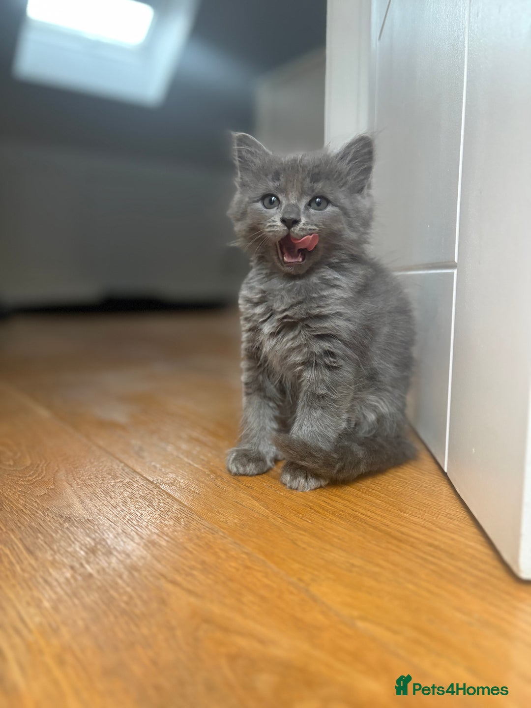 Mixed Breed cats for sale: 2 girl kittens - Image 7
