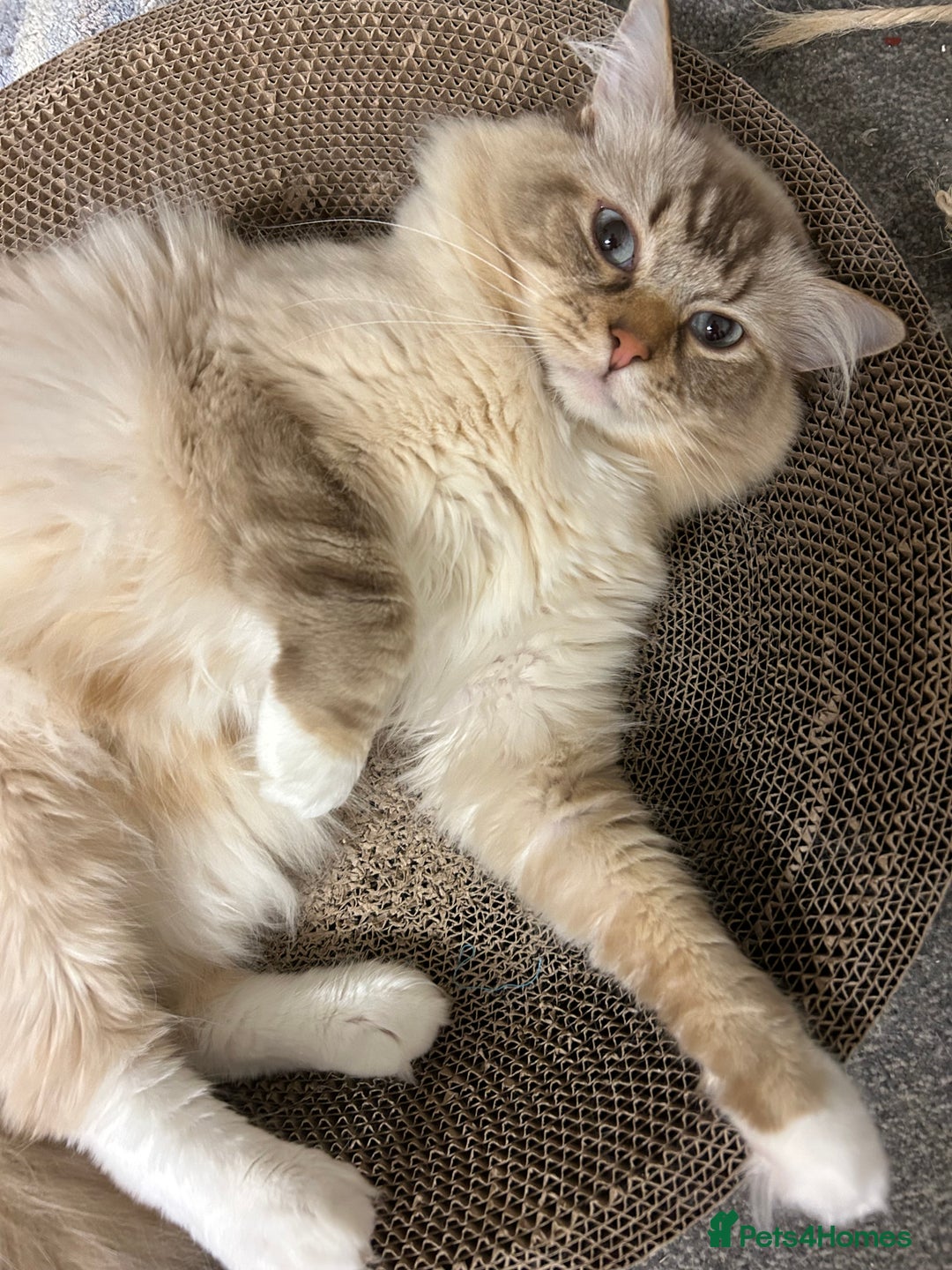 Ragdoll cats for sale: Cherubim Ragdoll Lilac Tabby male kitten - Image 9
