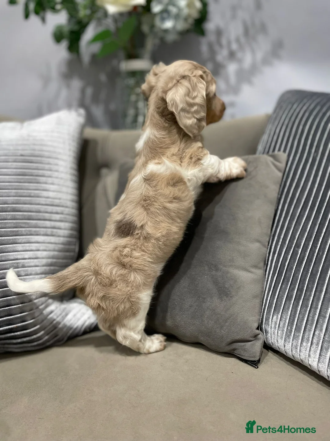 Miniature Dachshund dogs for sale: Isabella and tan piebald long hair   - Advert 7