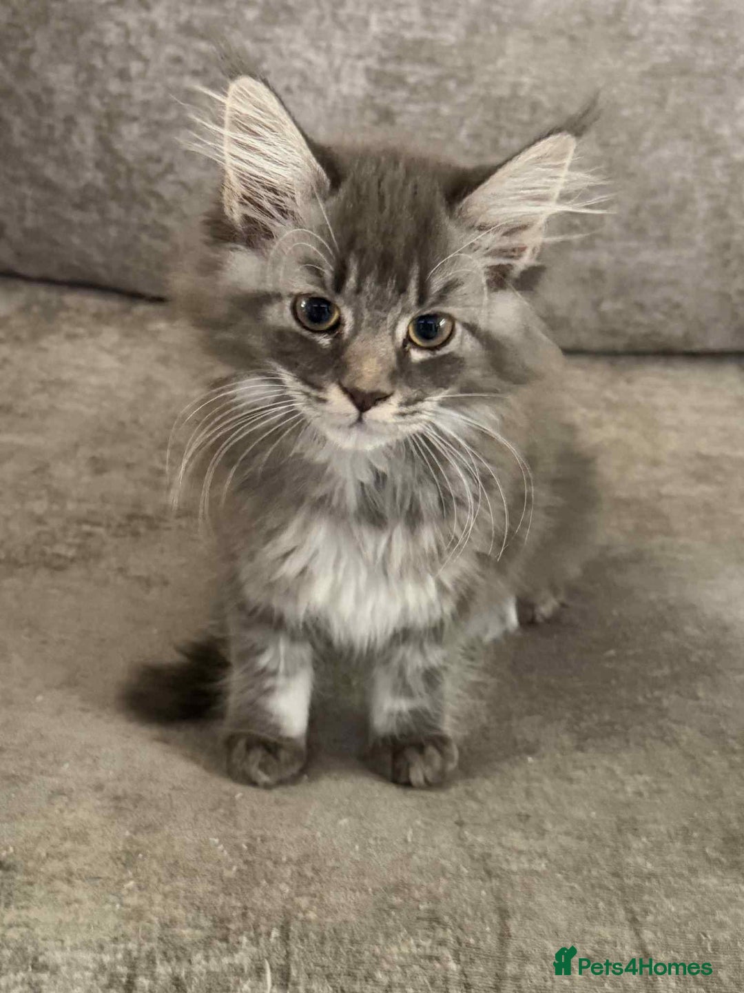 Maine Coon cats for sale: 1 female Maine coons ready to leave now  - Advert 3