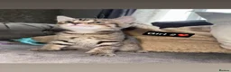 Persian cats for sale: Fluffy tabby kittens  - Advert 5