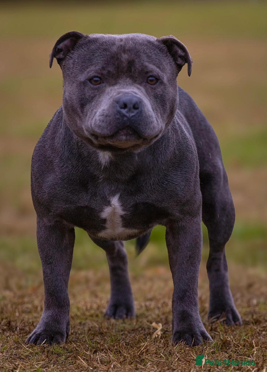 Staffordshire Bull Terrier dogs for stud: Top quality blue Stafford stud “TONY” in Birkenhead - Image 6