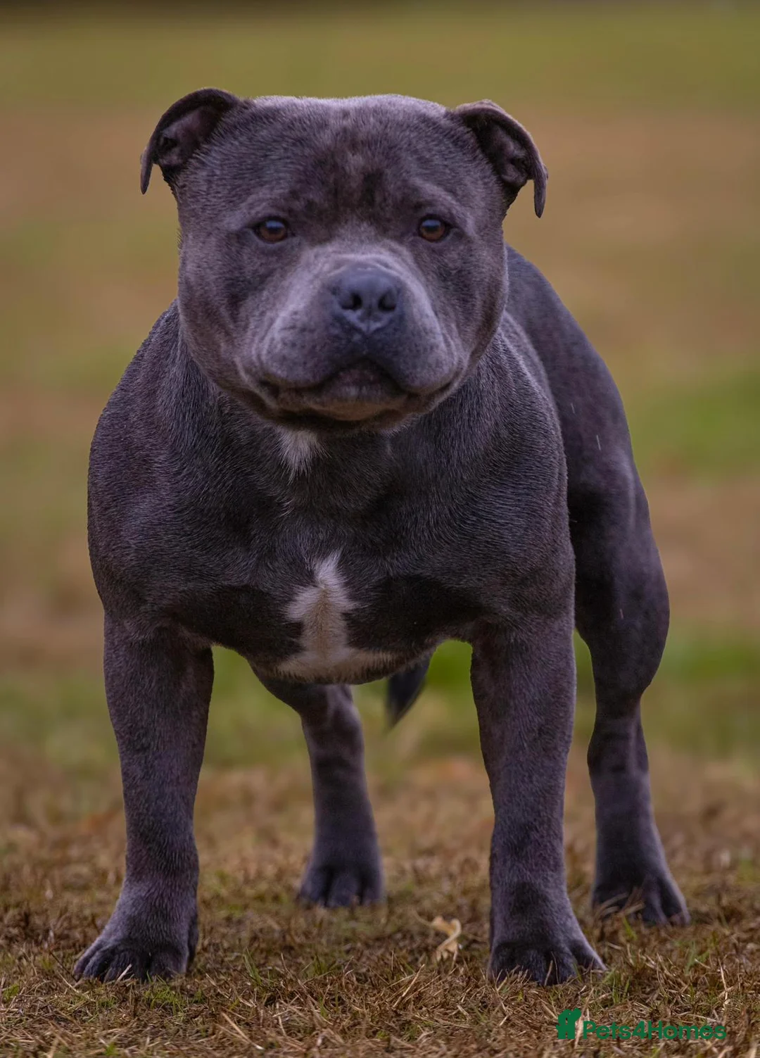 Staffordshire Bull Terrier dogs for stud: Top quality blue Stafford stud “TONY” in Birkenhead - Advert 7