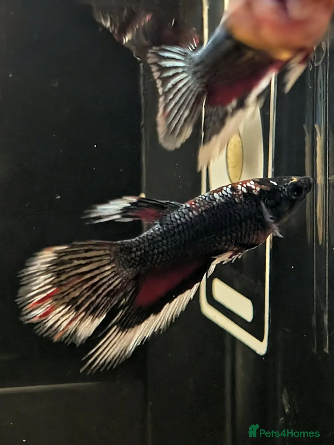 Bettas fish for sale: Bettas (Rare) - Advert 1
