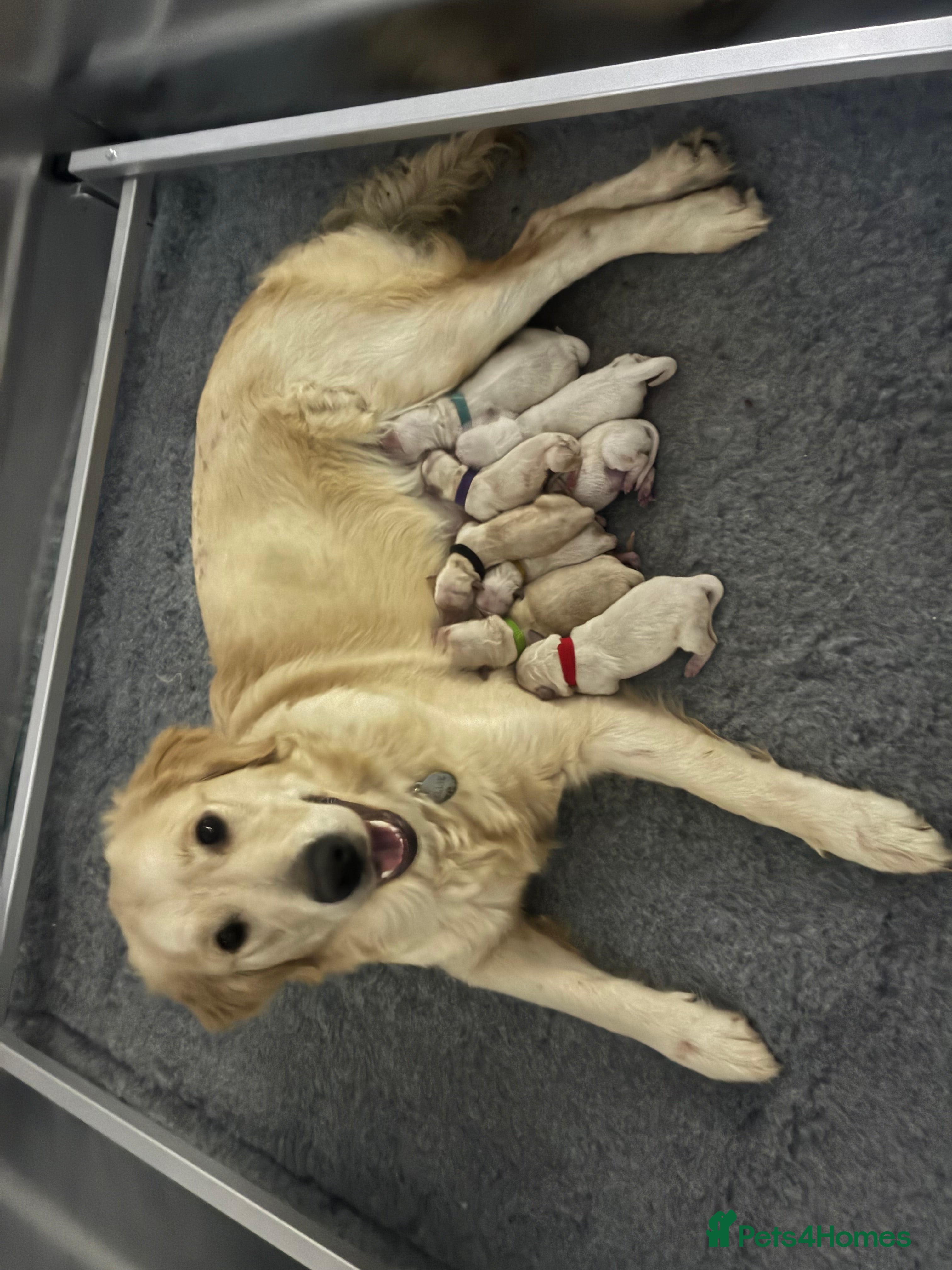 Golden Retriever dogs Golden retriever puppies  - Advert 10