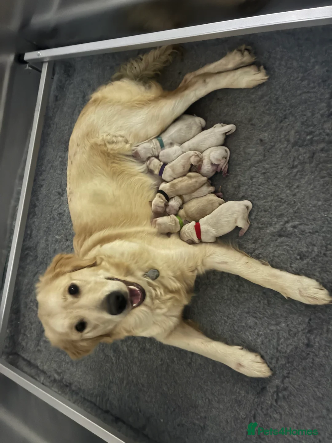 Golden Retriever dogs for sale: Last 2 golden retriever boys left  - Advert 2